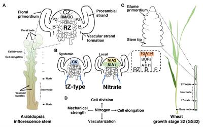 Nitrogen and Stem Development: A Puzzle Still to Be Solved